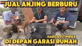 Jualan Anjing Berburu Di Depan Rumah HARGA ISTIMEWA