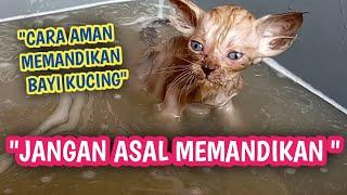 CARA MEMANDIKAN ANAK KUCING USIA 1BULAN SUPAYA AMAN