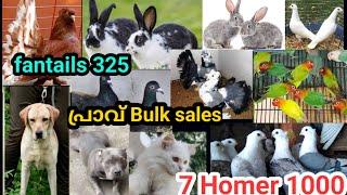 7 Homer 1000Fantails 325പ്രാവുകൾ Bulk salesaffricanLove birds bulksales|Lab|Bully|Cat|മുയൽ |low ₹