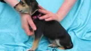 Video of adoptable pet named Zena Bond