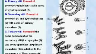 30 General Embryology Chorionic Villi