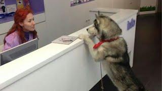 Even Dogs Know About 'Wellness Wednesday'  Funny Dog’s Reaction at Vet