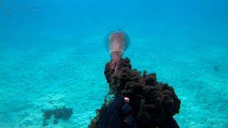 Catching Giant Tiger Squids While Spearfishing - Queensland, Australia