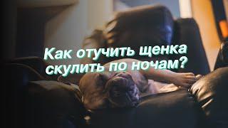 Как отучить щенка скулить по ночам?