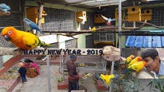 Birds Open Outdoor Aviary Farm Colony / Happy New Year 2019 / Sunconure love birds Cockatiel.