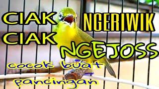 CIAK CIAK, NGERIWIK, NGEJOS UNTUK MELATIH GEBOKAN ||KECIAL SUPER||