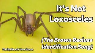 It's Not Loxosceles - The Music Video (Brown Recluse Identification Aid)