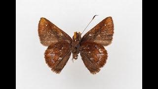 Wahydra graslieae, a new species of butterfly named for Emily Graslie!