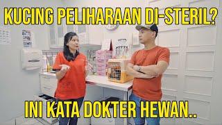 KUCING PELIHARAAN DI-STERIL? INI KATA DOKTER HEWAN..