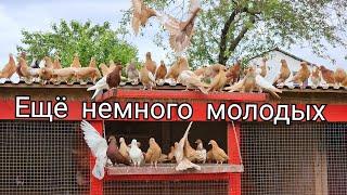 Утро и новички в голубятне