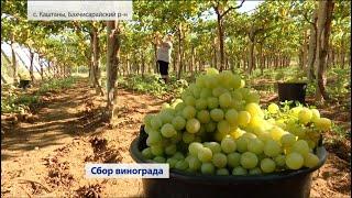 Сбор урожая винограда (Крым) 17.08.2020