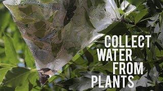 How to Collect Clean, Drinkable Water from Plants