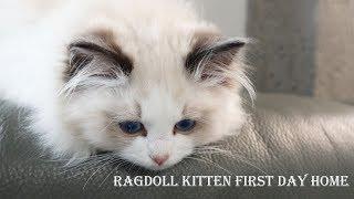 Ragdoll kitten first day home： Three month！| Seal bicolor boy Joule come home 2019