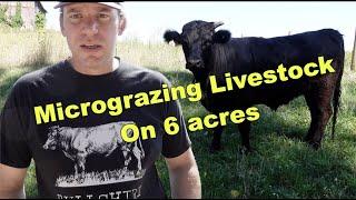 Micro-grazing Dexter Cattle and Heritage Hogs on 6 acres!