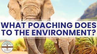 What Poaching Does to the Environment Dynamic Earth Learning