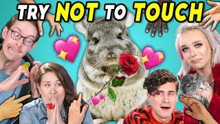 YouTube Couples Try Not To Touch Challenge (ft. a Chinchilla)