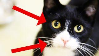Surprising Facts About Tuxedo Cats