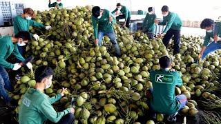 단 3초 코코넛 커팅! 신기한 기술로 만들어지는 코코넛 워터 대량생산 / Mass production of coconut water | Thailand food factory