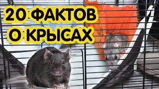 Интересные факты про крыс. Дикие и домашние крысы