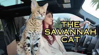 The Ultimate Guide to Owning a Savannah Cat: Tips & Must-Know Facts!  [2024]