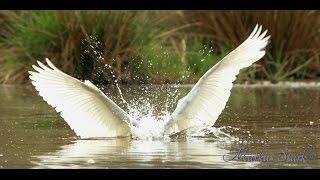 Great egret (Ardea alba), Silberreiher, hunting, fish, 4K/UHD