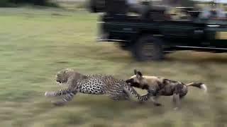 Leopard Narrowly Escapes Wild Dog Attack | Great Plains Conservation