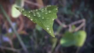 After Effects Template - Leaf Droplet Crown