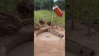 Underground Quail Trap - Easy DIY Bird Trap #shorts