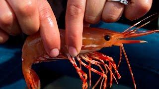 Prawns,Shrimp Catching in Guyana Part:2