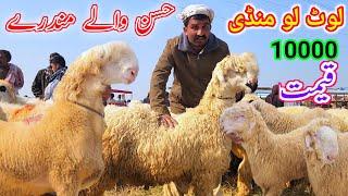 Fresh video Mundra Mandi DG Khan Information Malik Imran Goat farm Qurbani season 2025