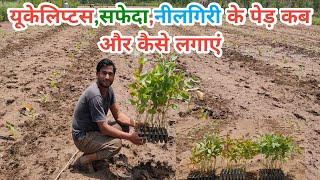 यूकेलिप्टस या सफेदा पेड़ कब और कैसे लगाएं | Safede ki kheti | Eucalyptus tree farming in Hindi