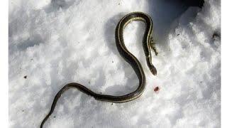 Змея на снегу 15 ноября такого никогда в мире не видели