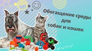 Обогащение среды для собак и кошек. Как сделать жизнь домашних животных лучше