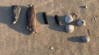 We found a mammoth bone! beachcombing the North Sea coast