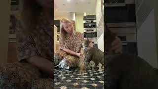 Приручила лесного кота.. назвала Барсик #барсик #дикийкот #котикивидео #cat