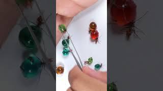 Colorful CANDY ANTS | Honeypot Ants