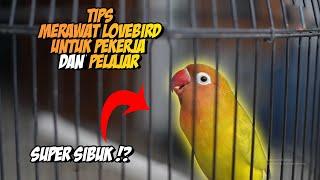 PERAWATAN LOVEBIRD UNTUK KAMU YANG SUPER SIBUK