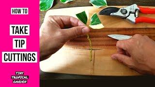 How to take plant tip cuttings