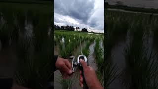 Test Sound Shimano Antares 2021 XG JDM #shorts #shortvideo