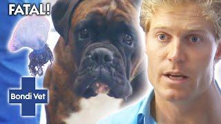 BOXER DOG Stung By Deadly Blue Bottle Jellyfish | Bondi Vet Clips | Bondi Vet