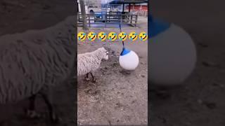 Animal funny moments #funny #funnyanimal #youtubeshorts