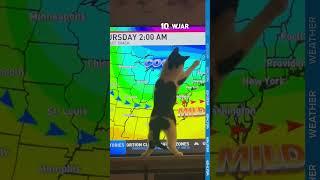 Cat chases weather graphics on TV screen