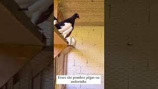 Alguns dos nossos pombos Andorinhas ou pegas #aves #sitiodorb #pombos #pigeon