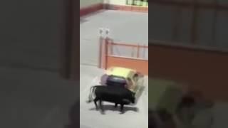 Rogue bull charges at motorbike