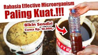 RAHASIA MEMBUAT EFFECTIVE MICROORGANISM PEROMBAK PALING KUAT | PUPUK ORGANIK CAIR & EM4