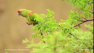 Red-fronted Macaw