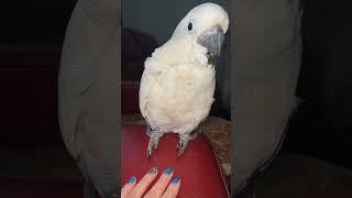 Приколы с попугаем Какаду, funny parrot cockatoo;  #shorts