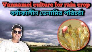 Vannamei culture for rain crop || বর্ষাকালীন ভেনামির পরিচর্যা || PABITRA DAS Technical Expert