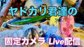 ヤドカリ君達固定カメラ Live配信2024.7.7【JJ&JJハニー】