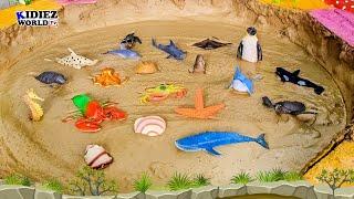 Muddy Adventure with Sea Animals!  | Fun Learning for Kids | Kidiez World TV